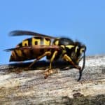 Disinfestazione Calabroni Caserta