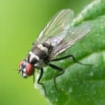 Disinfestazione Mosche Caserta
