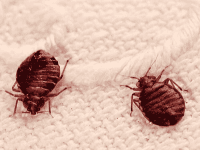 Insetto - Cimice