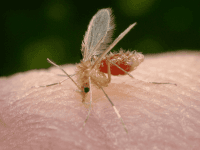 Leishmaniosi - Sandfly