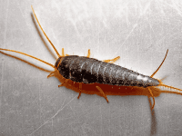 Silverfish - Insetto
