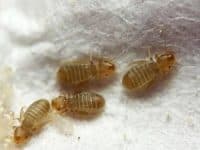 pscotteri