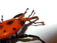 punteruolo rosso
