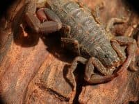 scorpioni