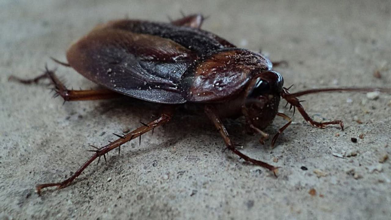 Disinfestazione Blatte e Scarafaggi Caserta