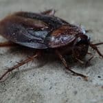 Disinfestazione Blatte e Scarafaggi Caserta