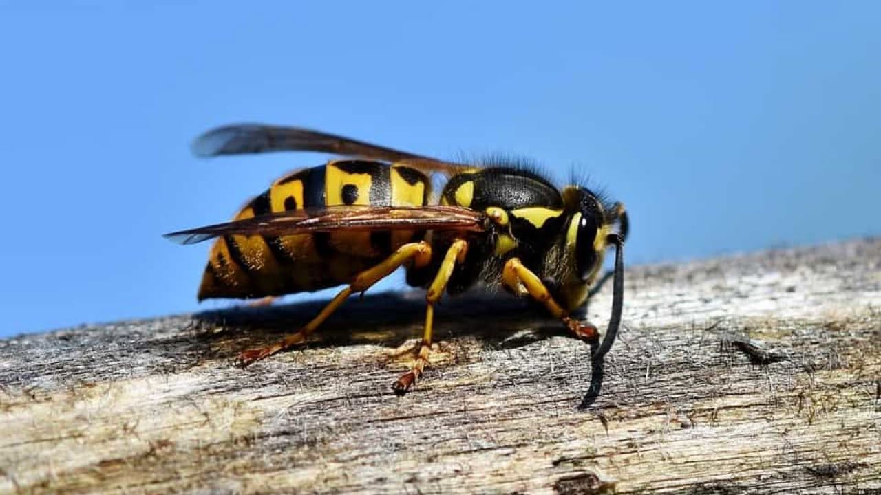 Disinfestazione Calabroni Caserta