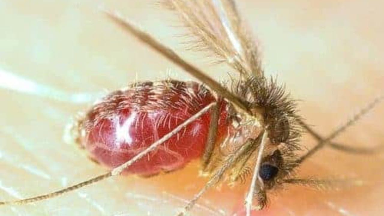 Disinfestazione Pappataci Caserta