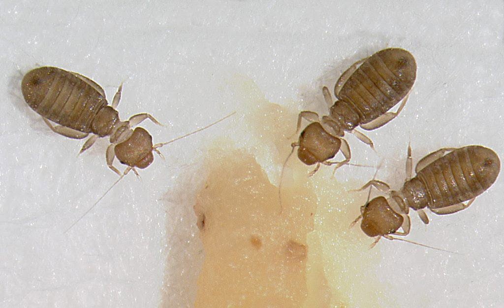 disinfestazione psocotteri