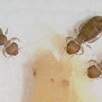 Disinfestazione Psocotteri Caserta