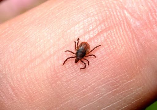 Pulci pericolose per l'uomo e gli animali, eliminale con disinfestazioni caserta
