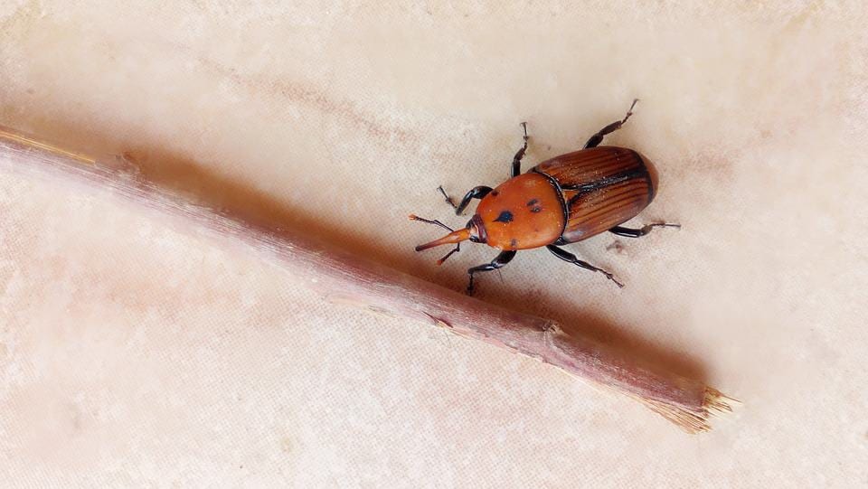 Disinfestazione Punteruolo Rosso Caserta