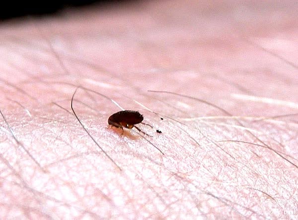 Pulce dell'uomo, non è pericolosa ma può portare ad eritemi. eliminarla nel modo corretto con didinfestazioni Caserta