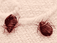 Insetto - Cimice