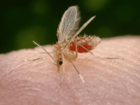 Leishmaniosi - Sandfly